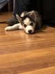 Small Photo #15 Siberian Husky Puppy For Sale in MOORE, SC, USA