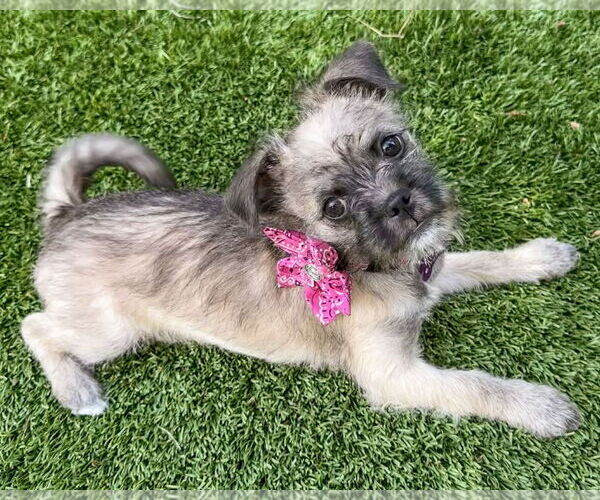 Medium Photo #5 Brussels Griffon-Unknown Mix Puppy For Sale in Corona, CA, USA