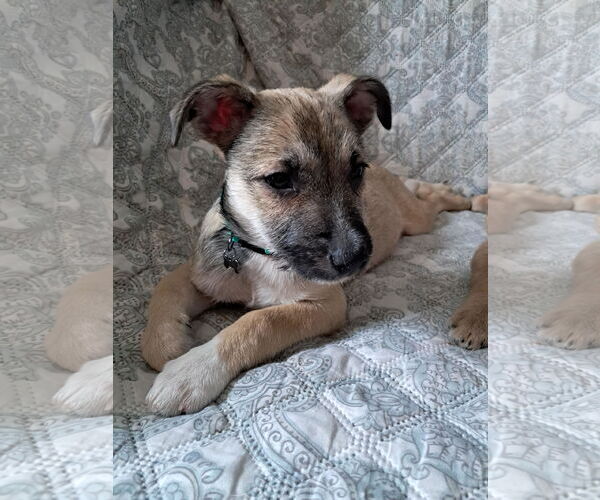 Medium Photo #3 Chihuahua-Unknown Mix Puppy For Sale in Princeton, MN, USA