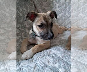 Deedee - Female Chihuahua-Unknown Mix Dog for Adoption - Photo #3