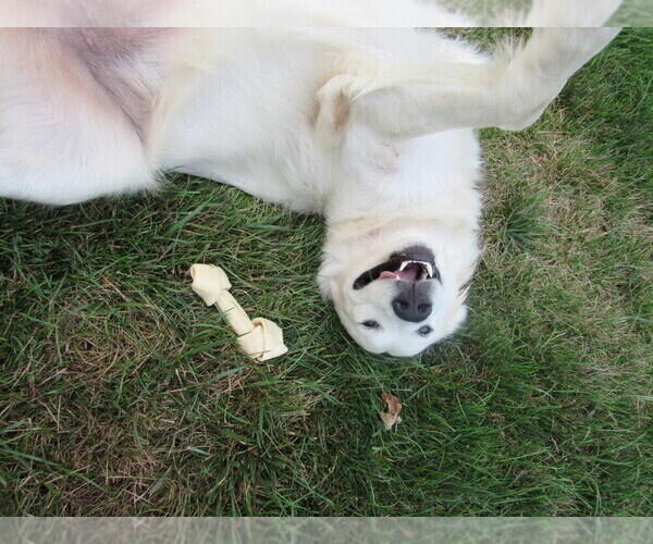 Medium Photo #61 English Cream Golden Retriever Puppy For Sale in NORTHWOOD, OH, USA