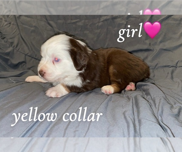 Medium Photo #4 Miniature Australian Shepherd Puppy For Sale in COLBERT, GA, USA