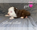 Puppy Yellow Collar Miniature Australian Shepherd