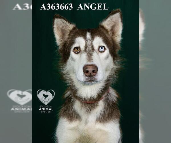 Medium Photo #2 Siberian Husky Puppy For Sale in Stockton, CA, USA