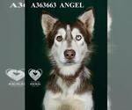 Small #1 Siberian Husky