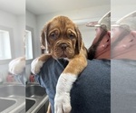 Puppy blue Dogue de Bordeaux