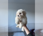 Small Photo #2 Zuchon Puppy For Sale in RAINBOW, CA, USA