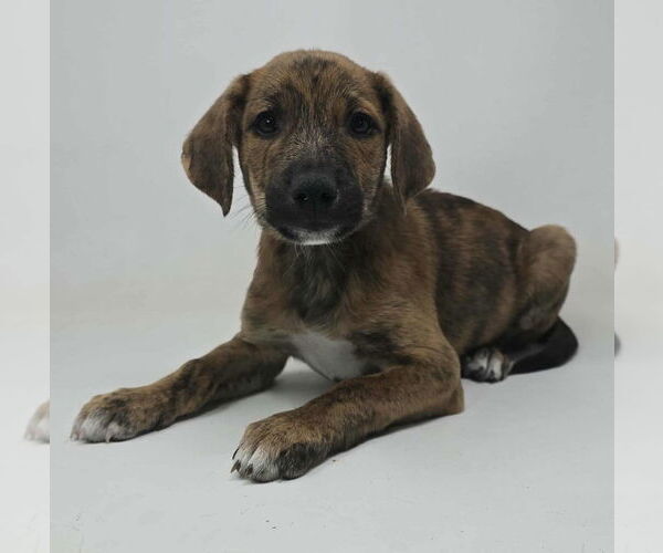 Medium Photo #2 Labrador Retriever-Plott Hound Mix Puppy For Sale in Brewster, NY, USA