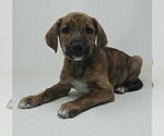Small #1 Labrador Retriever-Plott Hound Mix