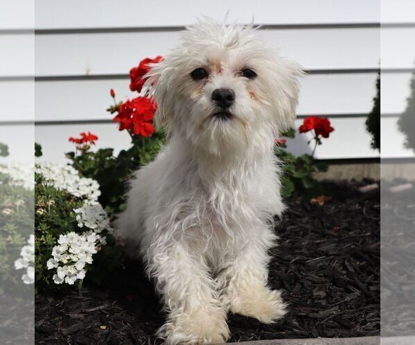 Medium Photo #1 Maltese Puppy For Sale in GREENVILLE, PA, USA