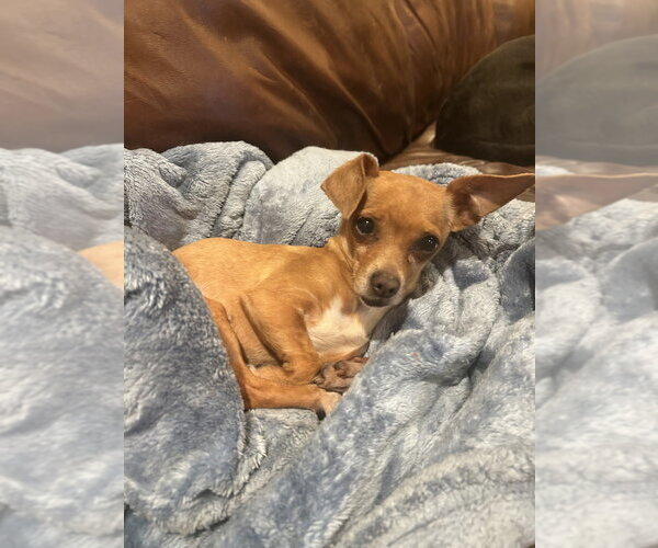 Medium Photo #4 Chihuahua Puppy For Sale in San Diego , CA, USA