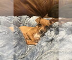 Small Photo #4 Chihuahua Puppy For Sale in San Diego , CA, USA