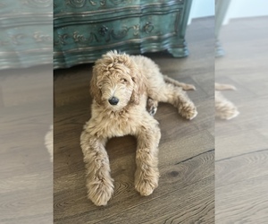 Goldendoodle Dog for Adoption in GROVETOWN, Georgia USA