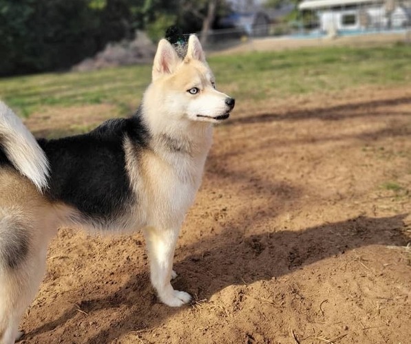 Medium Photo #1 Pomsky Puppy For Sale in ALBANY, GA, USA