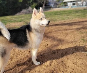 Pomsky Puppy for sale in ALBANY, GA, USA