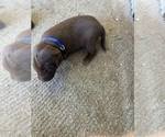 Puppy Puppy 6 Labrador Retriever