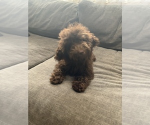 Poodle (Miniature) Puppy for sale in BRADENTON, FL, USA