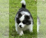 Small Photo #21 Pomsky Puppy For Sale in BAXTER, TN, USA