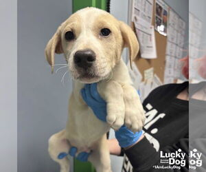 Labrador Retriever-Unknown Mix Dogs for adoption in Washington, DC, USA