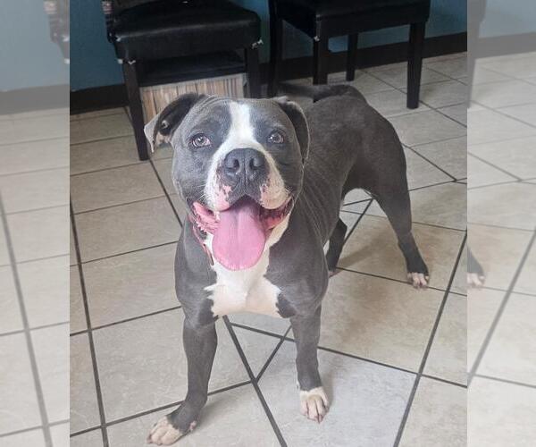 Medium Photo #1 American Pit Bull Terrier Puppy For Sale in DuQuoin, IL, USA