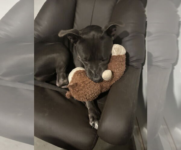 Medium Photo #3 American Pit Bull Terrier-Unknown Mix Puppy For Sale in Chandler, AZ, USA