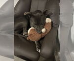 Small #2 American Pit Bull Terrier Mix