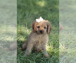 Small #2 Cavapoo