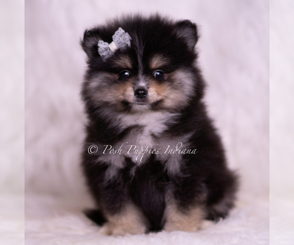 Medium Photo #91 Pomeranian Puppy For Sale in WARSAW, IN, USA