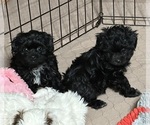 Small #1 Shih-Poo