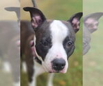 DA 32 Nina - Female Staffordshire Bull Terrier Dog for Adoption - Small photo