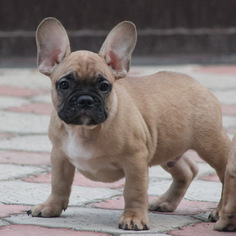 Medium French Bulldog