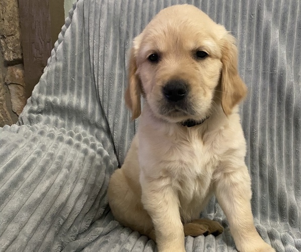 Medium Photo #10 Golden Retriever Puppy For Sale in STRATFORD, OK, USA