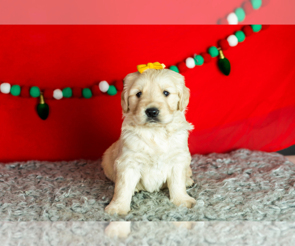 Medium Photo #4 Golden Retriever Puppy For Sale in WOLCOTTVILLE, IN, USA