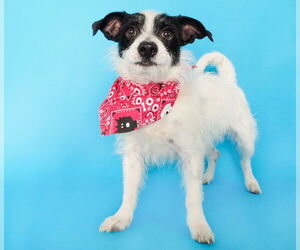 Chihuahua-Unknown Mix Dogs for adoption in phoenix, AZ, USA