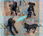 Small #1 Labrador Retriever Mix