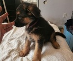 Puppy Purple German Shepherd Dog
