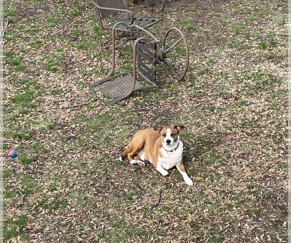 Medium Photo #2 Labrador Retriever-Unknown Mix Puppy For Sale in Brewster, NY, USA