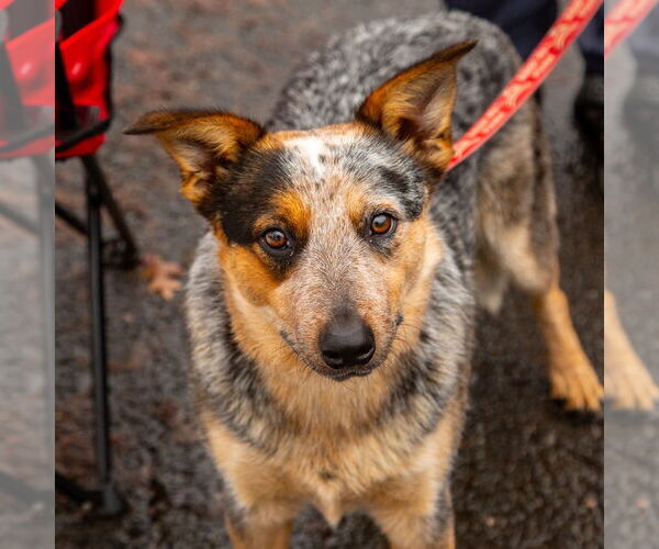 Medium Photo #11 Mutt Puppy For Sale in Canton, CT, USA
