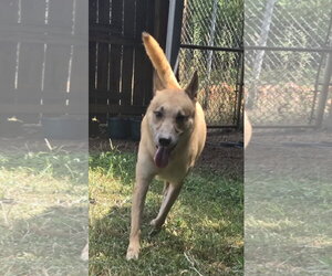 Black Mouth Cur-Carolina Dog Mix Dogs for adoption in Jackson, MS, USA