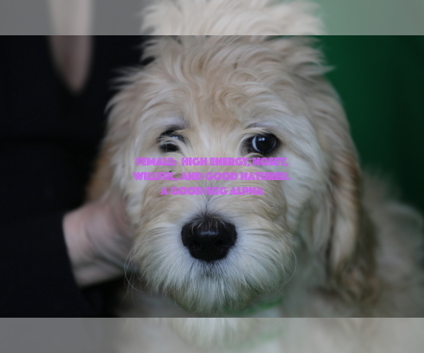 Medium Photo #11 Goldendoodle Puppy For Sale in HACKENSACK, NJ, USA