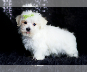 Medium Morkie