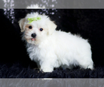 Puppy Sony F1B Morkie
