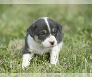 Pembroke Welsh Corgi Puppy for sale in LIBERTY, KY, USA