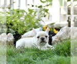 Small #4 French Bulldog