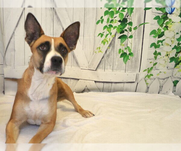 Medium Photo #2 Mutt Puppy For Sale in Oroville, CA, USA