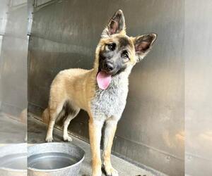 German Shepherd Dog-Unknown Mix Dogs for adoption in San Bernardino, CA, USA