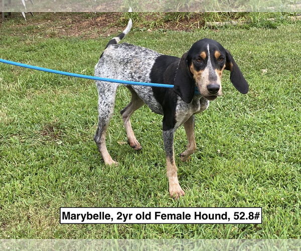 Medium Photo #1 Mutt Puppy For Sale in Sparta, TN, USA