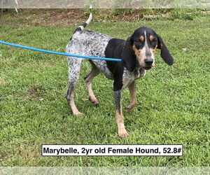 Mutt Dogs for adoption in Sparta, TN, USA