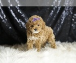 Small Poodle (Toy)