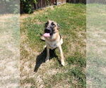 Small #6 German Shepherd Dog